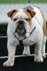 Baker HS mascot