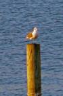 Surf City Seagull