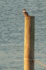 Surf City Kingfisher