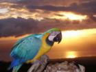 pretty Maui sunset with colorful bird
