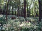 woodland flowers in Beverly Farms