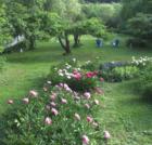 Peonies in Ipswich Yard
