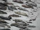 the famous seals