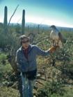 Desert Museum:  Raptor Free Flight