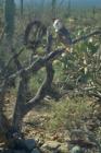 Barn Owl