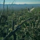 Raptor Free Flight:  Barn Owl