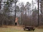 Firepit and picnic area in Bayfield County park