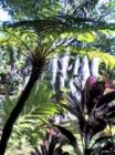 home for sale with magical tropical garden in upcountry maui, with pools and giant ferns, ocean views