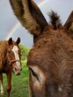 Maui rainbow over horse pasture in Haiku.