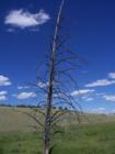 Tree on the Big Horn Mountains, Buffalo side of Powder River Pass.