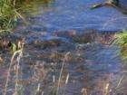 Stream In the Big Horns