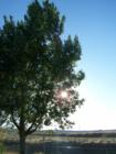 Tree in my back yard in Thermopolis