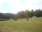 Picture of a horse farm near downtown Fuquay Varina, NC