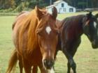 Friendly horses I met today 11/13/07 in Fuquay Varina across the street from a new residential development called Avalon Springs.