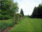 Ipswich - Grape Arbor 