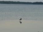 Heron on East Bay, Panama City, FL