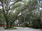Century Oaks dripping with moss and southern charm,  Panama City, FL