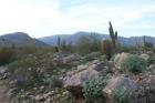 The Beautiful White Tank Mountains just west of Surprise