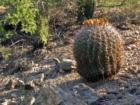 Look carefully; Desert Tortise