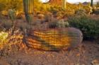 Fell Over!  Tucson Mountains
