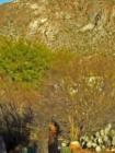 Hiding in plain sight; Gambels Quail
