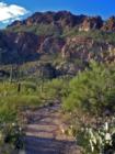 Up the trail; Tucson Mountains