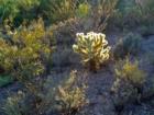 Not your average Teddy Bear; Tucson Mountains