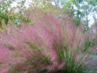 Ornamental Grasses thrive in our climate
