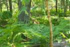 Fawn in the woods, Hesperia, MI