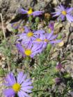 Wildflowers on the South Rim of the Grand Canyon - Ben Bailey, Arizona Premiere Living, 480/220-8022