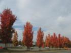 Beautiful fall colors in Purcellville.  Loudoun County Virginia is in full color in November.