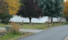 Hayden View Estates neighborhood deer 