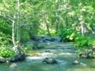 Clover Creek in Oak Run, CA