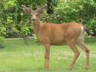 A Back Yard Photo in Colwood, BC, a WestShore Community in Greater Victoria