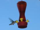 Hummingbird from our Deck in Colwood, BC, a Westshore Community in Greater Victoria. They stay & are feed Year-round here.