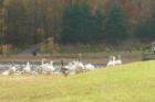 Veterns Park