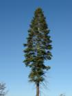 Lone Pine, Eastern Sierra