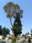 An Arbutus Tree in Colwood BC, a WestShore Greater Victoria Community. The Arbutus Tree stays Green Year-round, loosing all of its bark on an annual Basis.