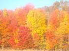 Fall Trees in Pilot Mountain are just gorgeous with an array of colors.