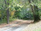 Fall in Bethesda