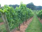 Shelton Vineyard is the largest Vineyard in North Carolina.