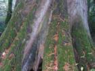 Now Thats a Tree, Question is, how many Homes could be framed up from this Single Tree?? Located in Goldstream Park on the Northern Edge of Victoria, BC