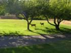 Olympic View Golf Course in the WestShore Area of Greater Victoria, Nature at its Best, living in Harmony!