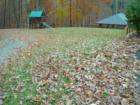 LEAVES are FALLING!