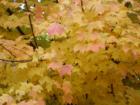 FALL LEAVES!