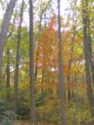 Fall in Jenkins Arboretum (Berwyn-Baptist Road in Berwyn) 