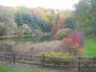 Fall in Jenkins Arboretum (Berwyn-Baptist Road in Berwyn) 
