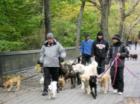 Professional dog walkers heading into Central Park