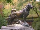This is a statue of a dog named "Baldo" erected to honor the Alaskan sled dogs.
