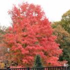 Pascack Valley Brook Park In the Fall in Westwood New Jersey